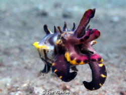 Flamboyant Cuttlefish. Shot at around 6m. by Joe Klakus 